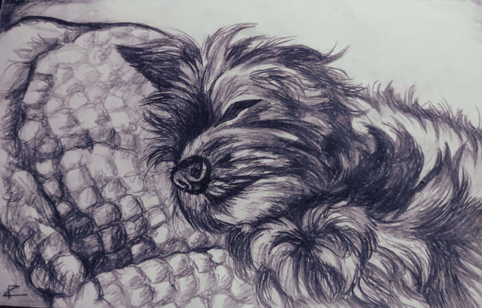 Doggo comm Doggo comm