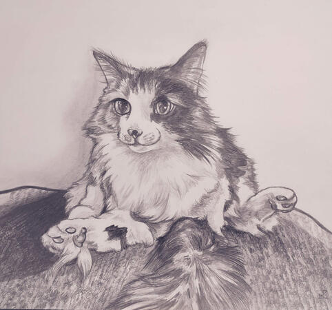 Kitty comm Kitty comm